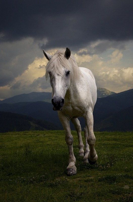 карпаты, буковель, горы, конь photo preview