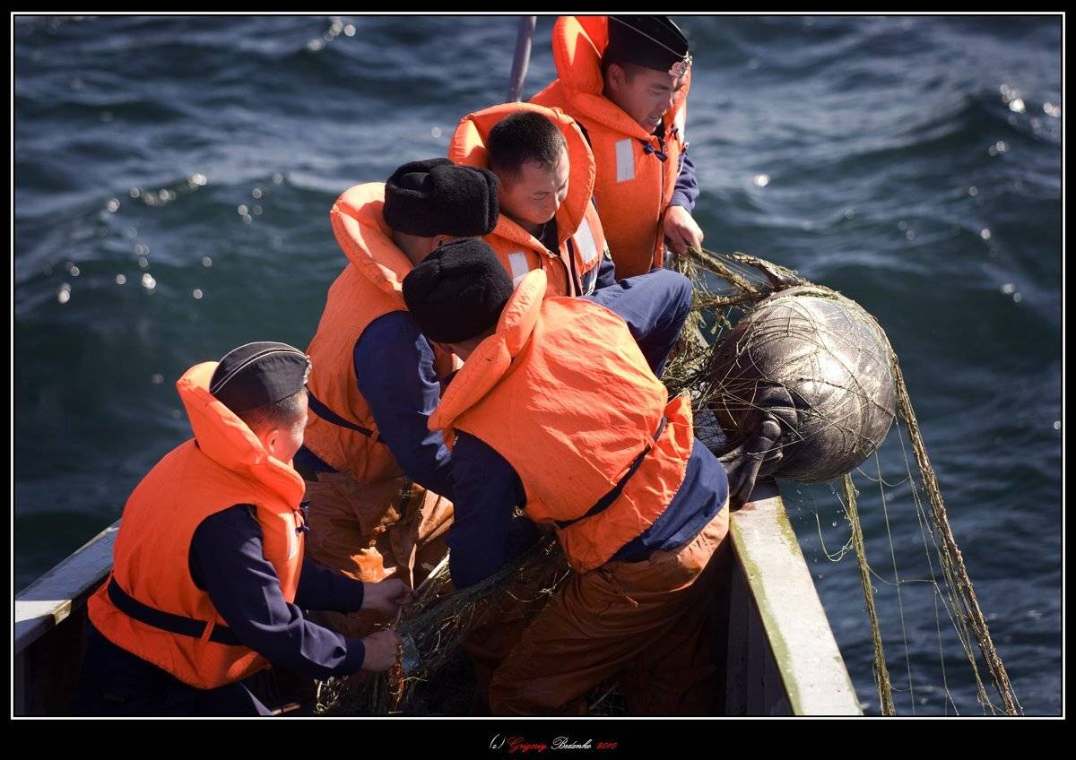 каспийское море, пограничный корабль, экипаж, браконьерская сеть, мертвый тюлень, Григорий Беденко