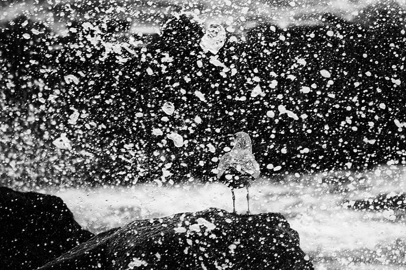 чайка, сизая чайка, балтийское море, светлогорск, калининград, bird, seagull Всплеск моряphoto preview