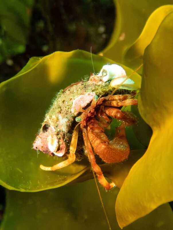 Рак отшельникphoto preview