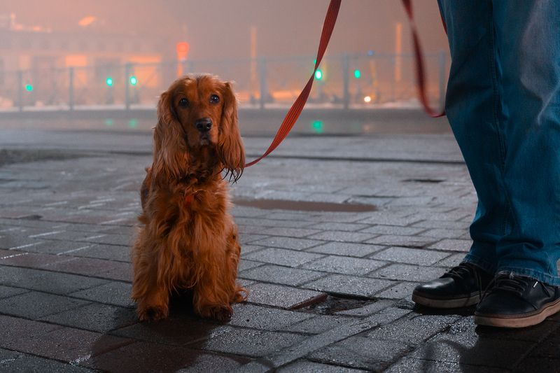 калининград, ночь, туман *photo preview