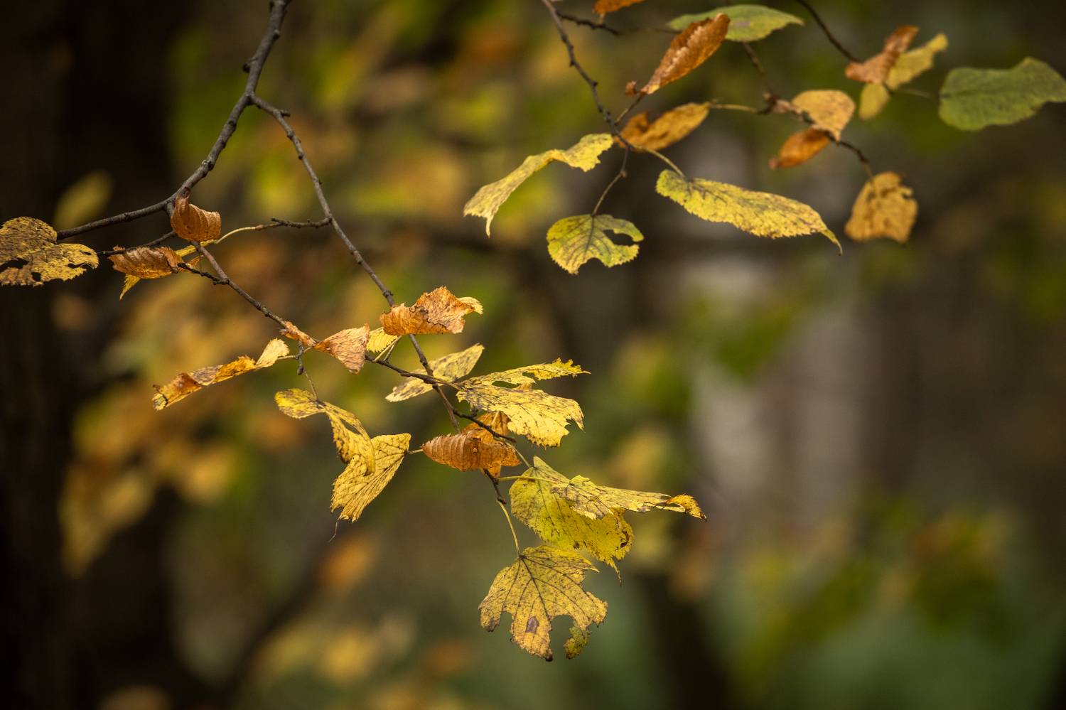 , Бравичева Анастасия