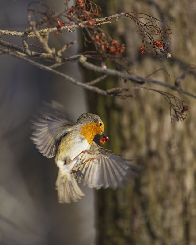 Малиновка с рябинойphoto preview