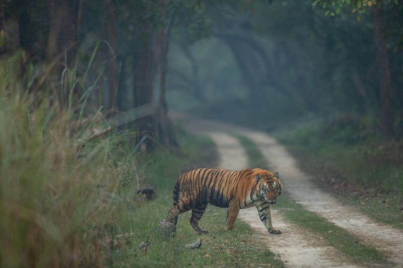 Undisputed Kingphoto preview