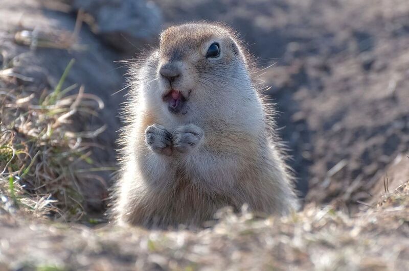 суслик, весна, сибирь, грызун, норка Губки бантикомphoto preview