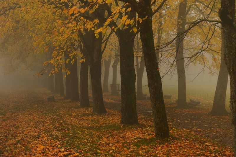 Осеннее утроphoto preview