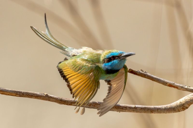 Пчёлоедphoto preview