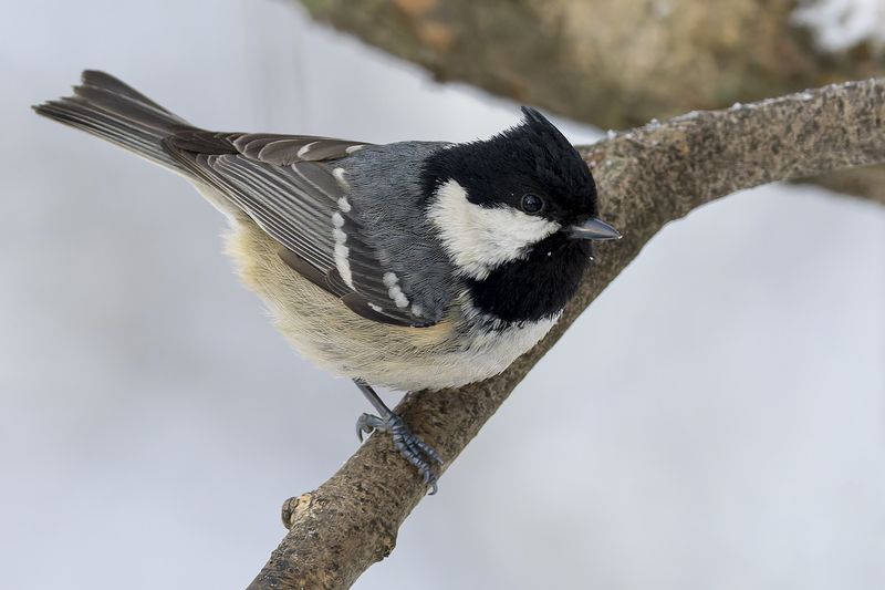московка, синица, птицы, чёрная синица, синица-московка, моховка Московкаphoto preview