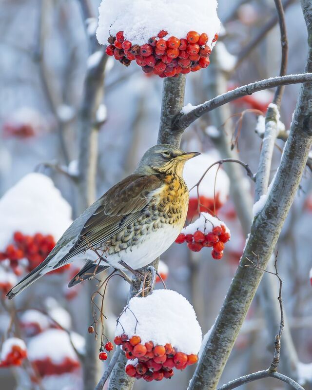рябинник Рябинникphoto preview
