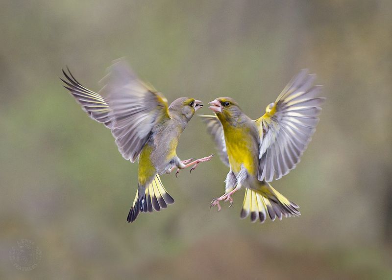 Обыкновенная зеленушка - Lens and Feathersphoto preview