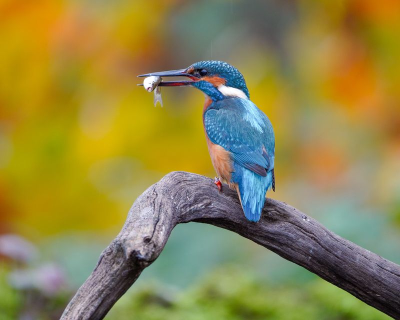 зимородок, птицы, животные, kingfisher, eisvogel, birds, animals Рыбакphoto preview