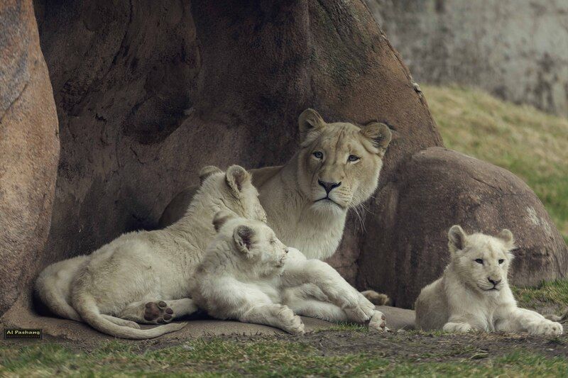 White lionphoto preview
