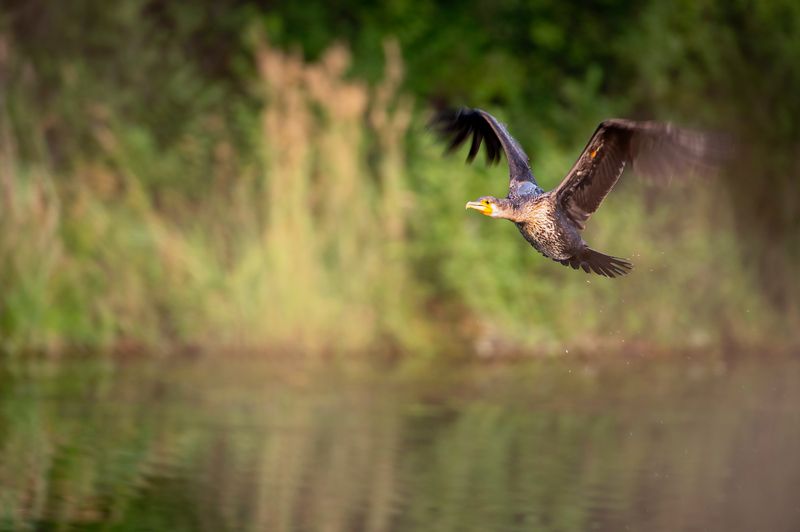 баклан, минусинский район, красноярский край Баклан на взлетеphoto preview