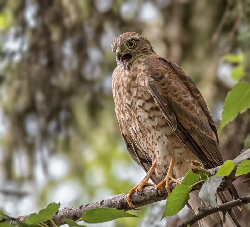 птица, ястребперепелятник, Ястреб (2 ФОТО)photo preview