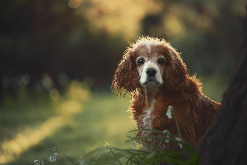 Primaveraphoto preview