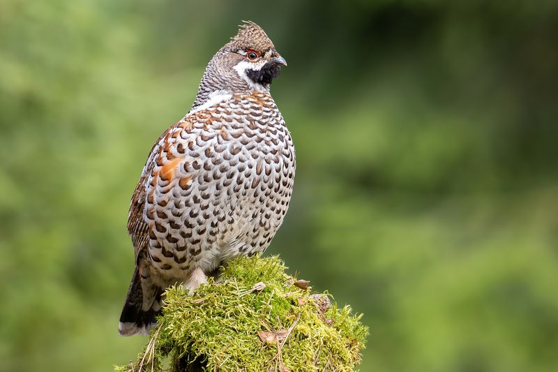 Рябчикphoto preview