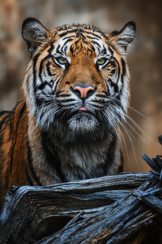 tiger, sumatra, detail, portrait, look, czech, portrait, carnivore Sumatran tigerphoto preview
