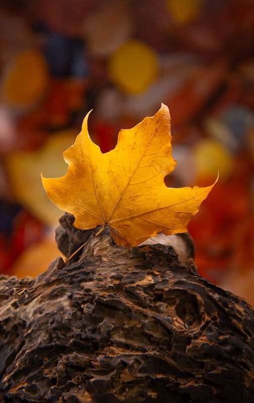 maple leaf, fall Maple Flamephoto preview