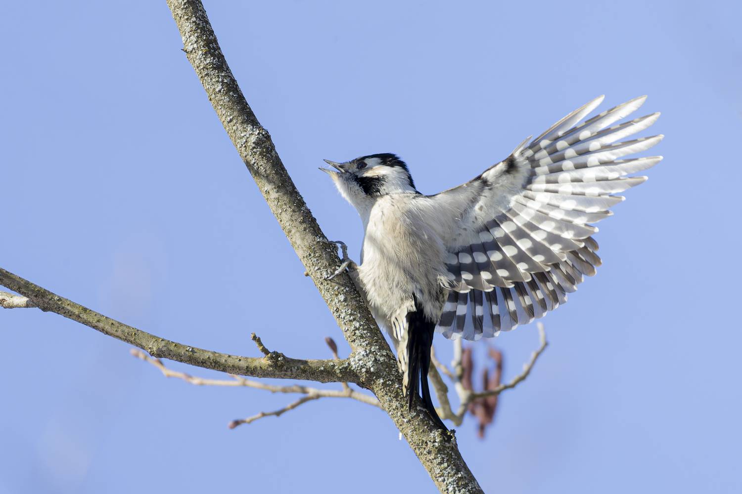 дятел, Руслан Pl