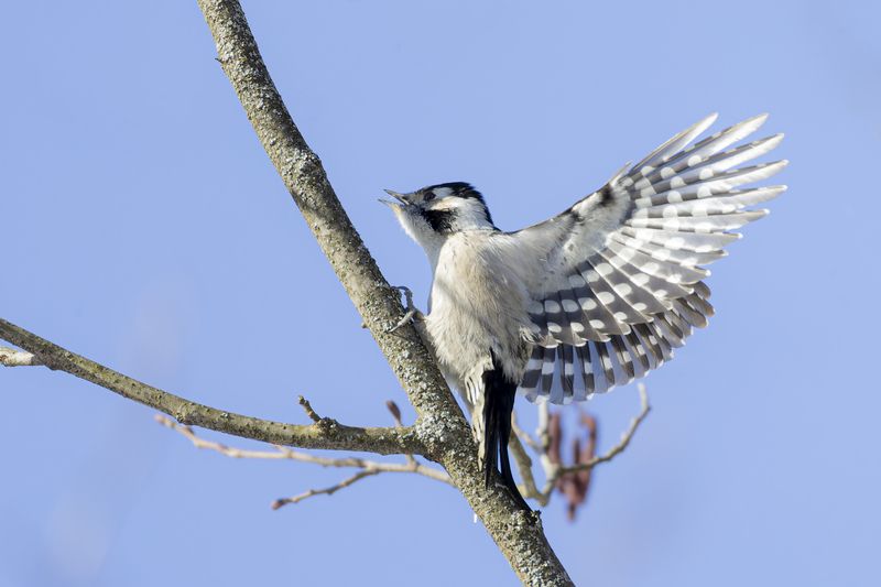 дятел Свадебный танец. Малый пестрый дятелphoto preview