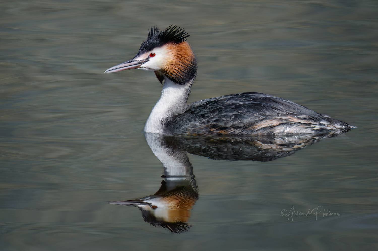 Про отражение в воде. Автор: Плеханов Александр отражение, Плеханов Александр