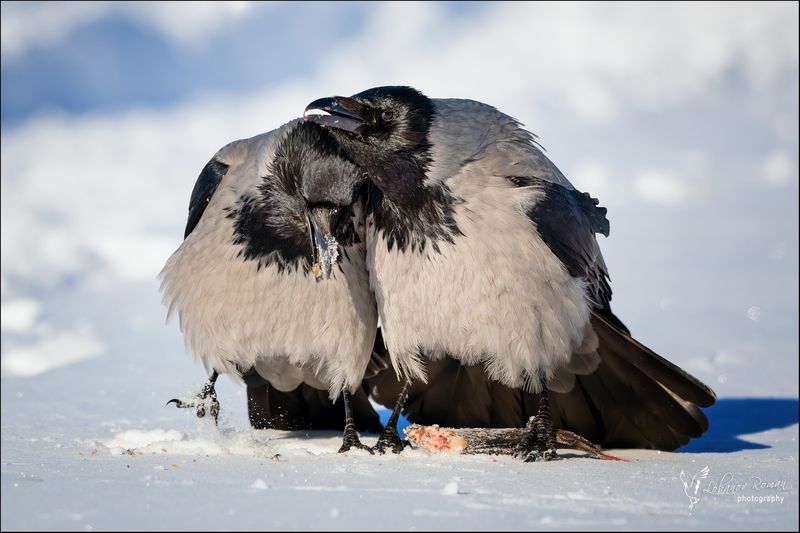 Собутыльникиphoto preview