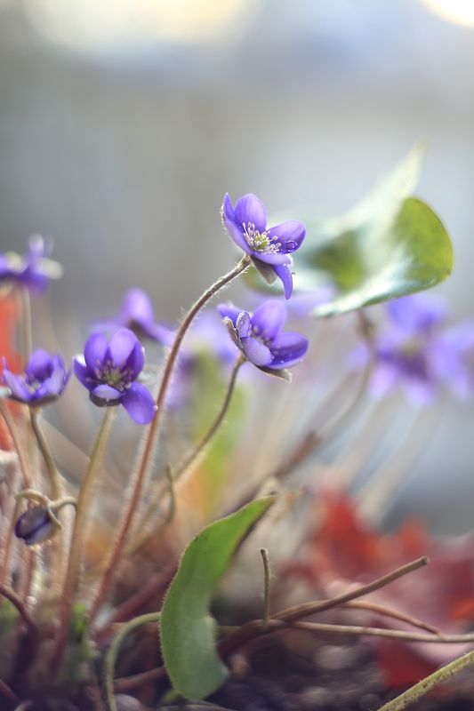 Пралескиphoto preview