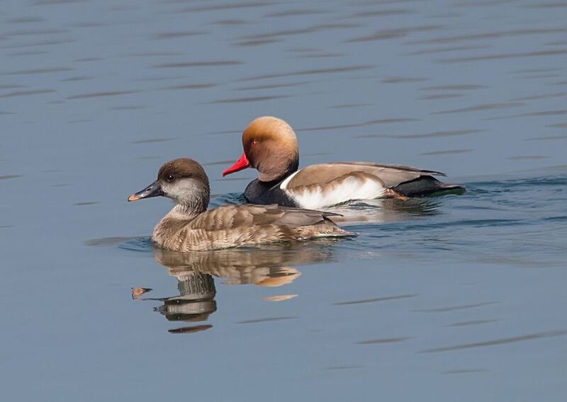 Красноносые ныркиphoto preview
