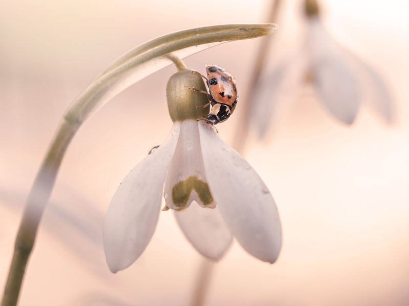 Купаясь в нежностиphoto preview