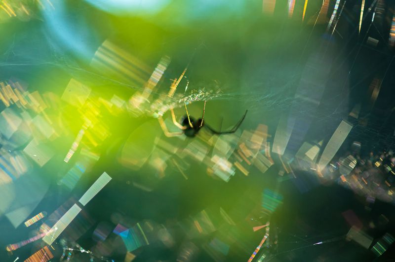 паук, паутина Золотые сети паутиныphoto preview