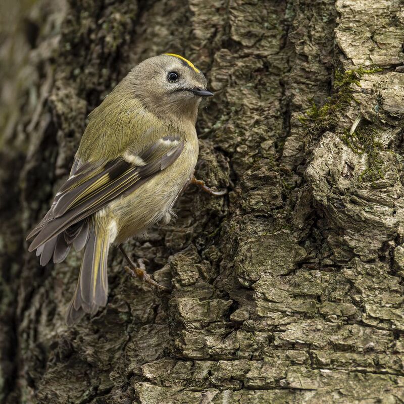 желтоголовый королек, королек Желтоголовый королекphoto preview