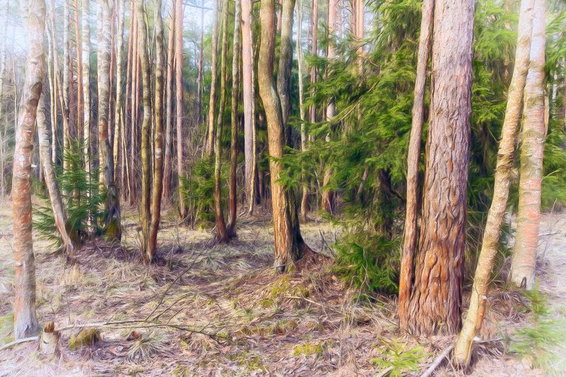 лес, весна, свет В весеннем лесуphoto preview