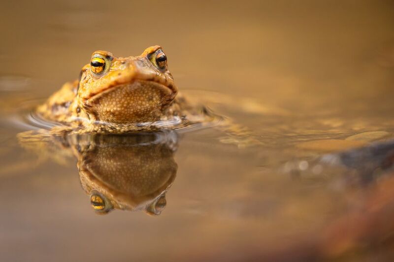 Frogphoto preview
