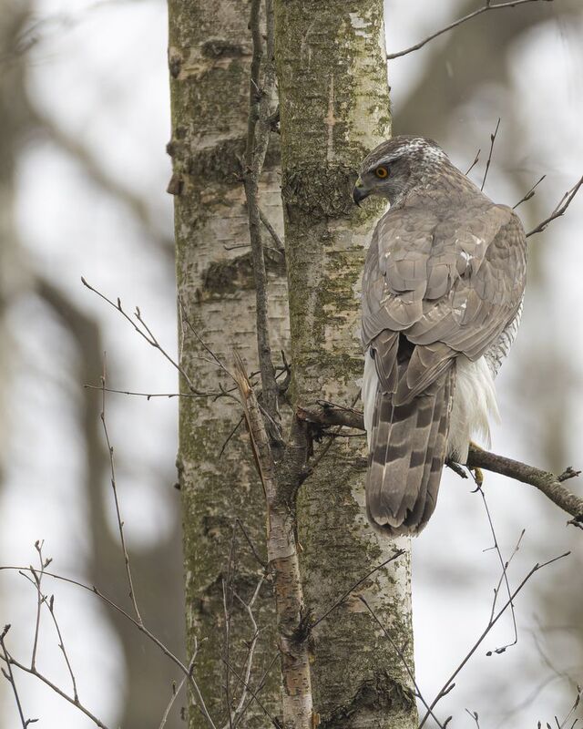 Тетеревятник Тетеревятникphoto preview