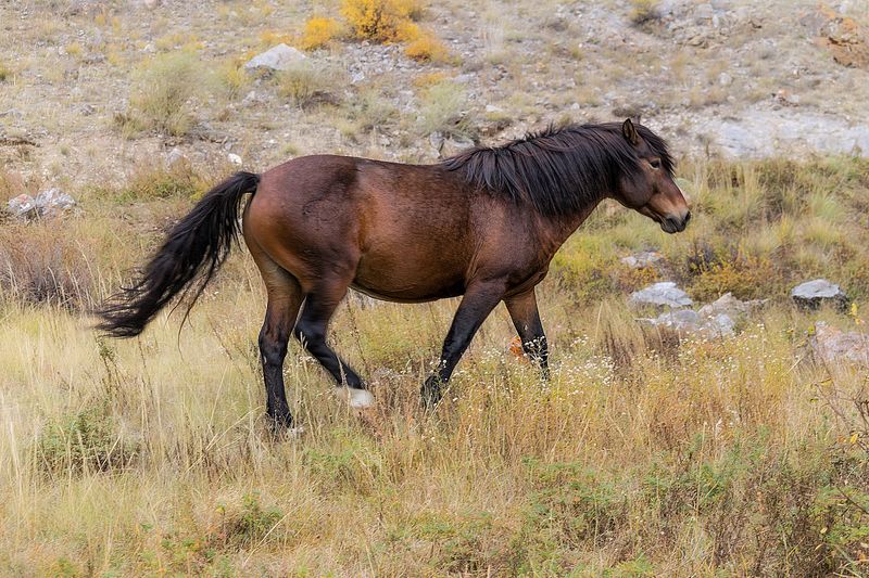 Лошадки photo preview