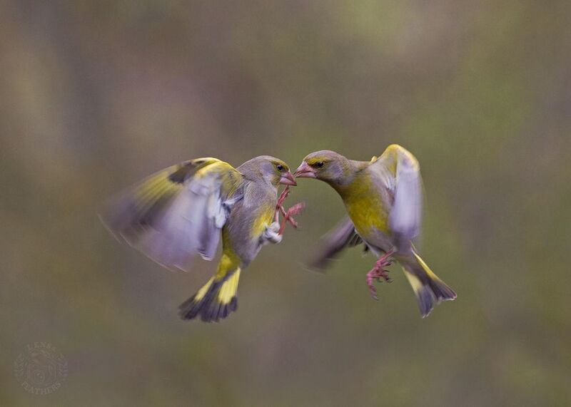 Обыкновенная зеленушка - Lens and Feathersphoto preview