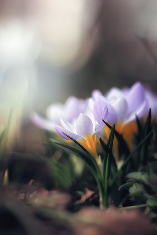 макро, весна, мануальная оптика, первоцветы, macro, spring, manuallens, pentacon Нежностьphoto preview