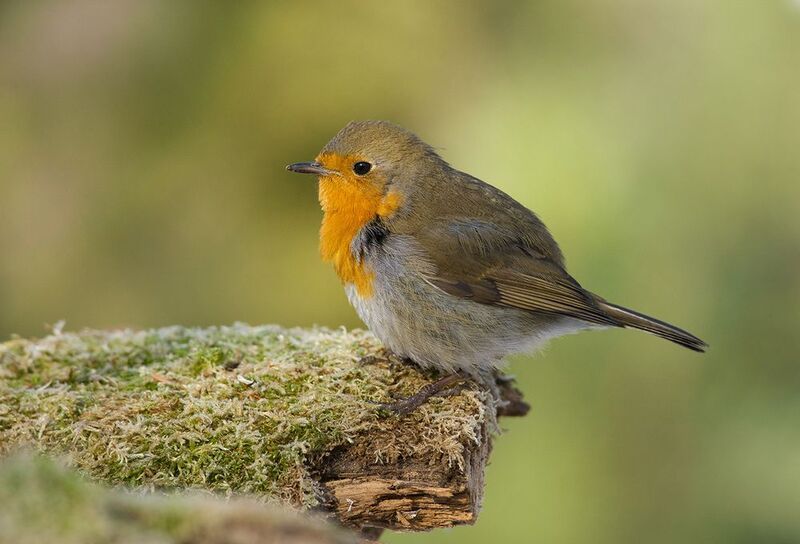 зарянка,малиновка,тихо В тишине...photo preview