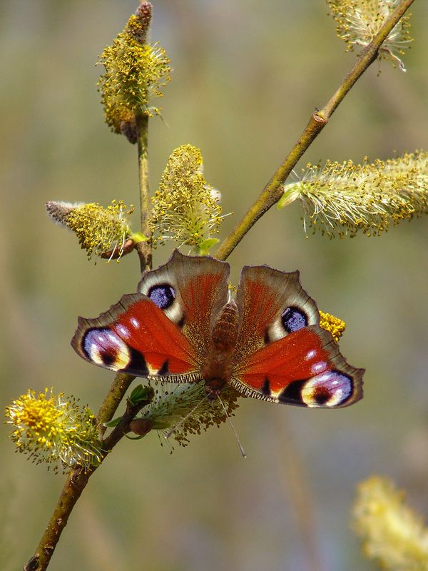 Веснаphoto preview