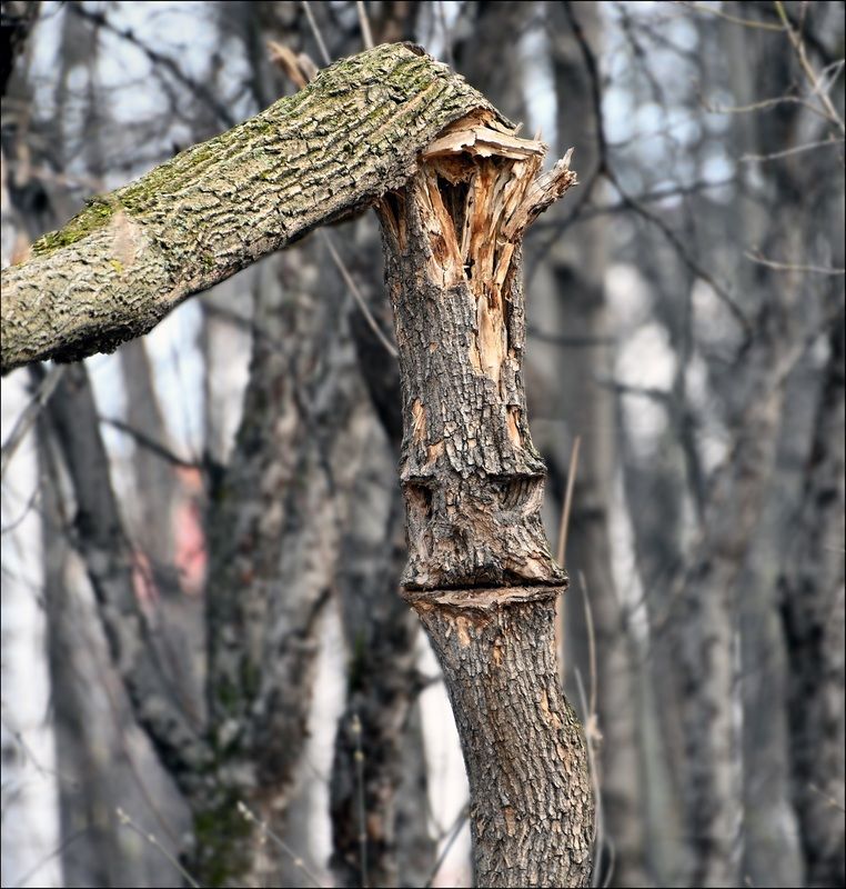 Деревоphoto preview