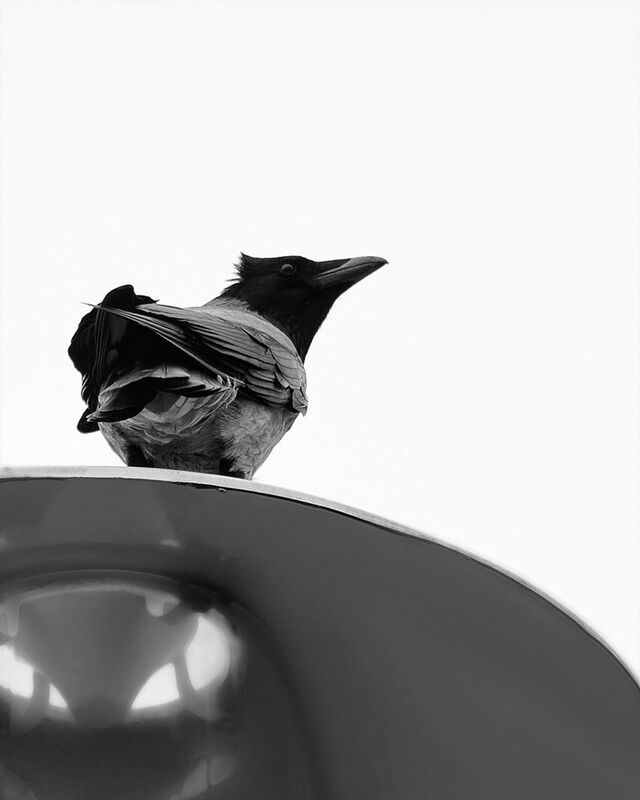 bird, птица, ворона, crow, калининград Взгляд с высотыphoto preview