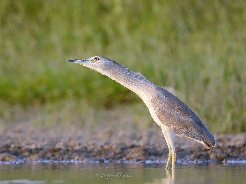 кваква Кваква смотрит самолетphoto preview