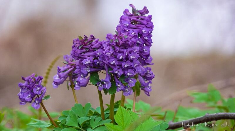 весенние первоцветыphoto preview