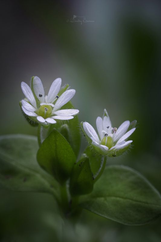 мокрица, растение, флора, макро, природа, весна Где-то в лесу...photo preview