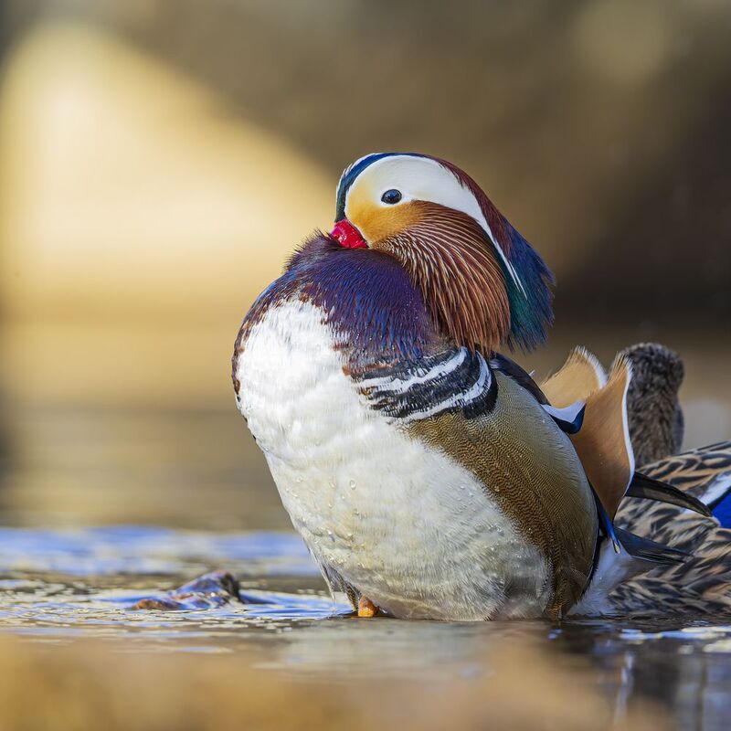 мандаринка, утка, птицы Мандаринкаphoto preview