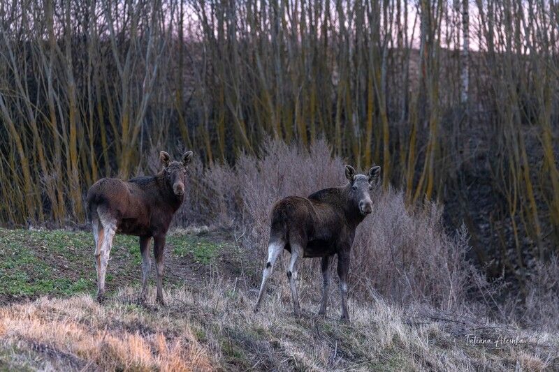 Лосиха с лосёнкомphoto preview