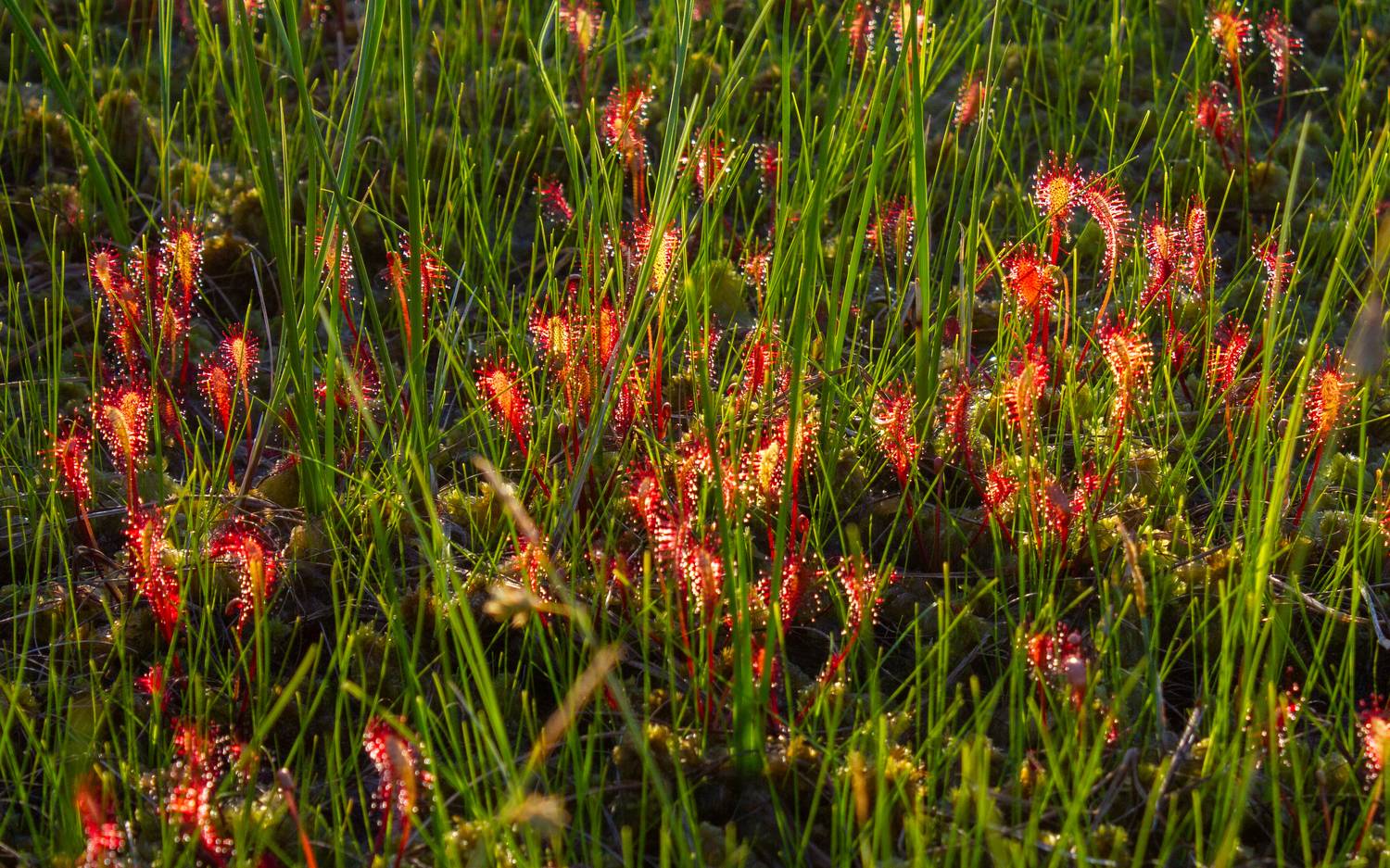 Росянка. Автор: Комарова Вера , Комарова Вера