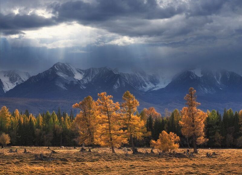 Курайская осеньphoto preview