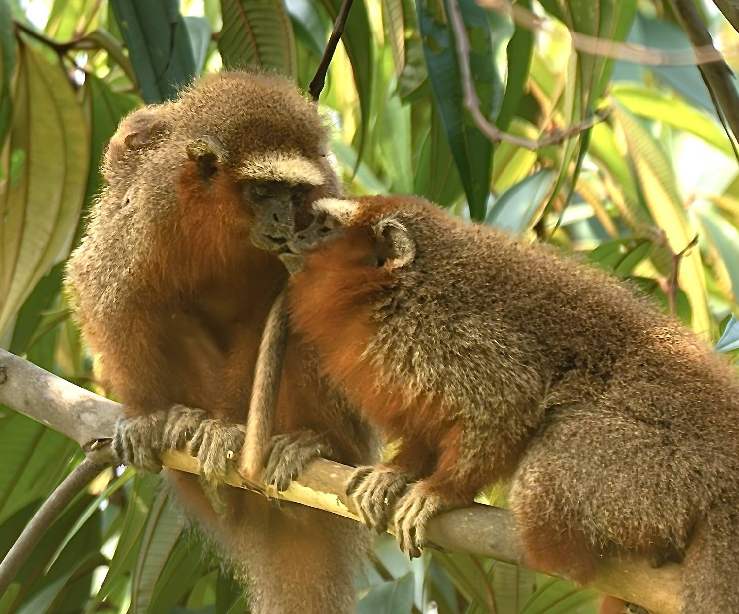 , Владимир Цветов