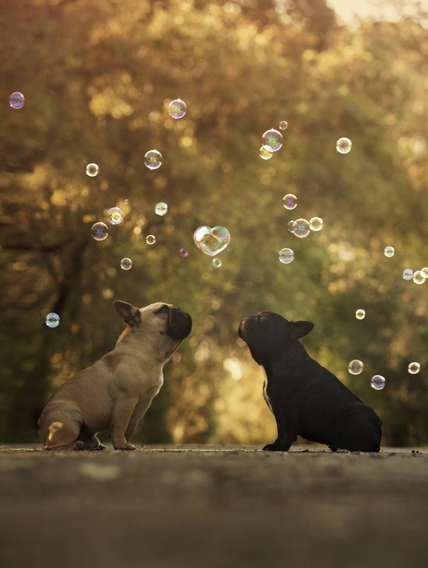 dogs,pets,golden,hour,flowers,backlight,camp,french,bulldogue,bubbles,soap,puppy,natural light,photography,portrait,warm,colors,smile,outdoor,fun,kid,friendshi,baby,p KATRINA e PAPPIphoto preview